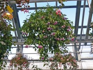 ���F�̃x�S�j�A