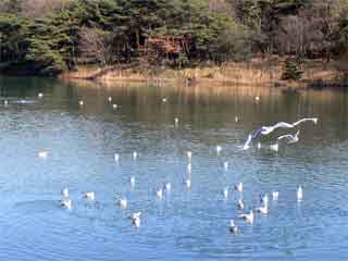 �ɂ��₩��c